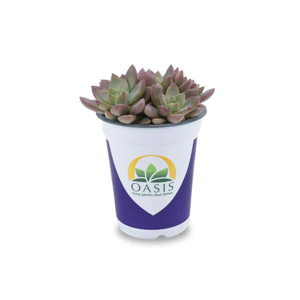 Lowe's Succulent in 1.7-Pint Pot | Nursery