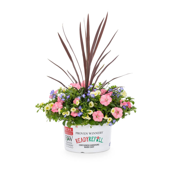 Ready Refill Bermuda Skies in 1.5-Gallon (S) Pot | Nursery
