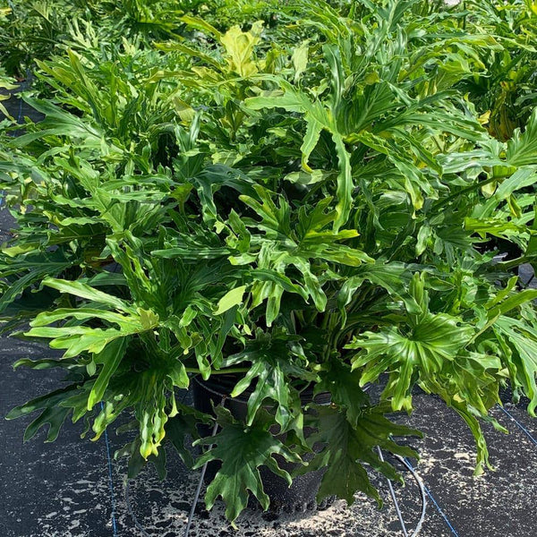 Selloum Philodendron Plant in 10 in. Black Nursery Pot